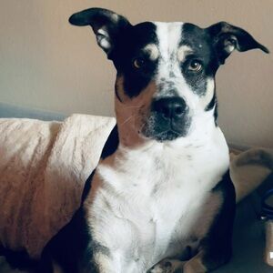 Meet your Posher, Tee Vee